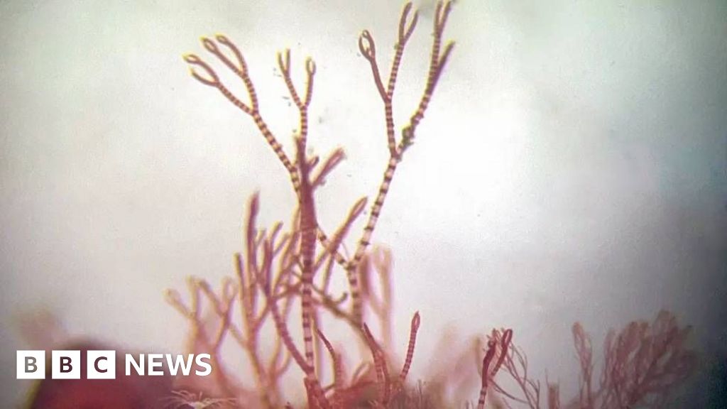 Scientist's lifelong obsession with mystery of elusive 'pink zebra' seaweedAn ancient algae first spotted four decades ago will now join the collection of the Natural History Museum. 10 hrs agoScience & Environment