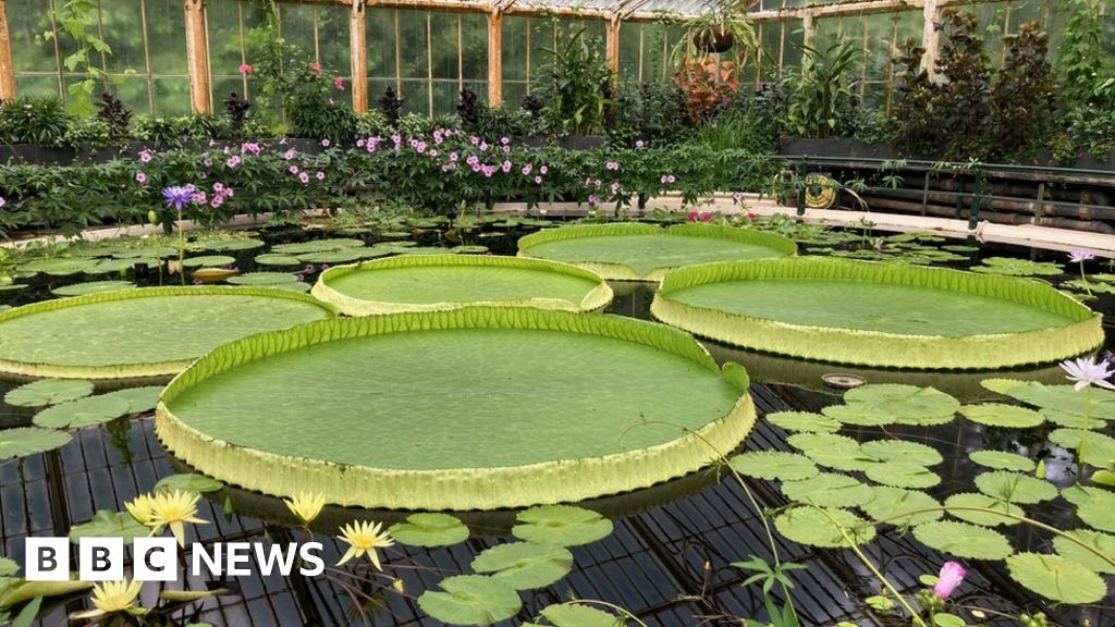 Scientists discover new giant water lily species