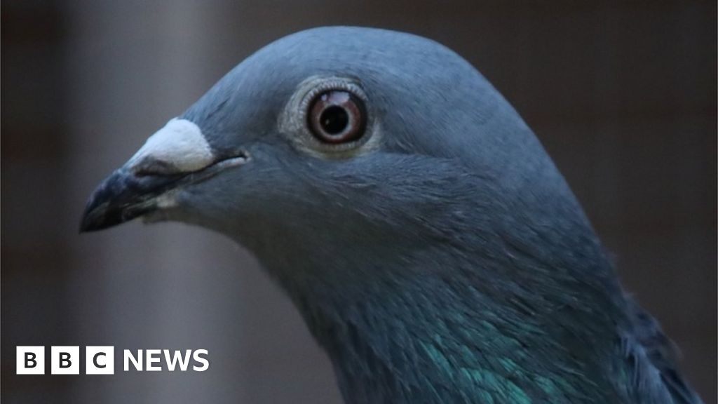 racing homing pigeons in usa