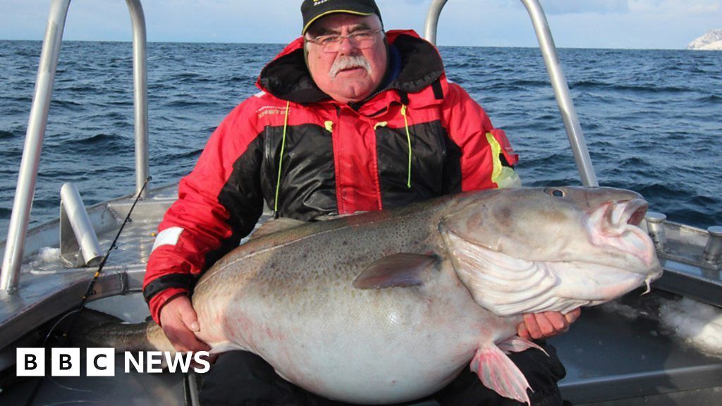 New record for biggest cod caught by British angler BBC News