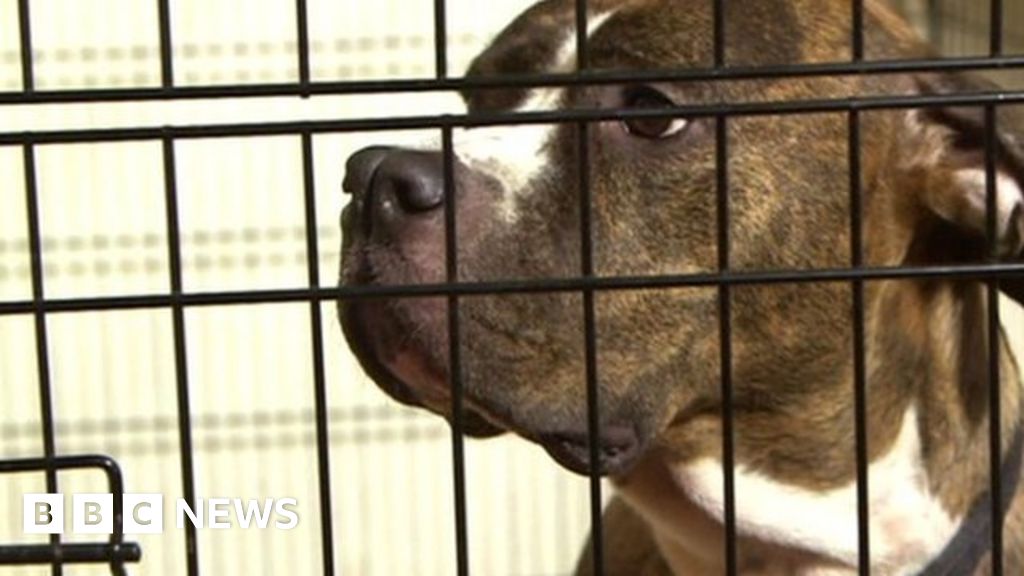 Cost of 'dangerous dogs' kennels criticised BBC News