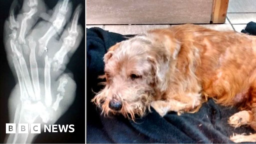 Dog 'dumped' in Birkenhead cemetery 'had all its bones broken' BBC News