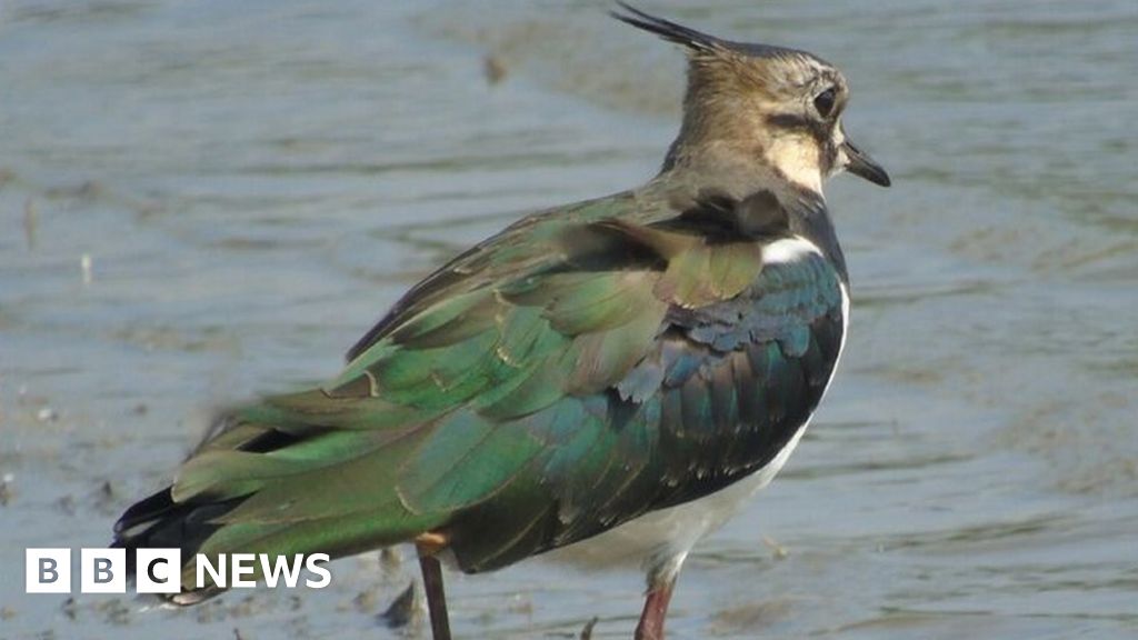 Rare Animals And Plants Paired With Welsh Politicians - Bbc News