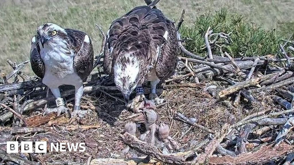 Britain's birds of prey are back from the brink of extinction – and live on  webcam, Birds