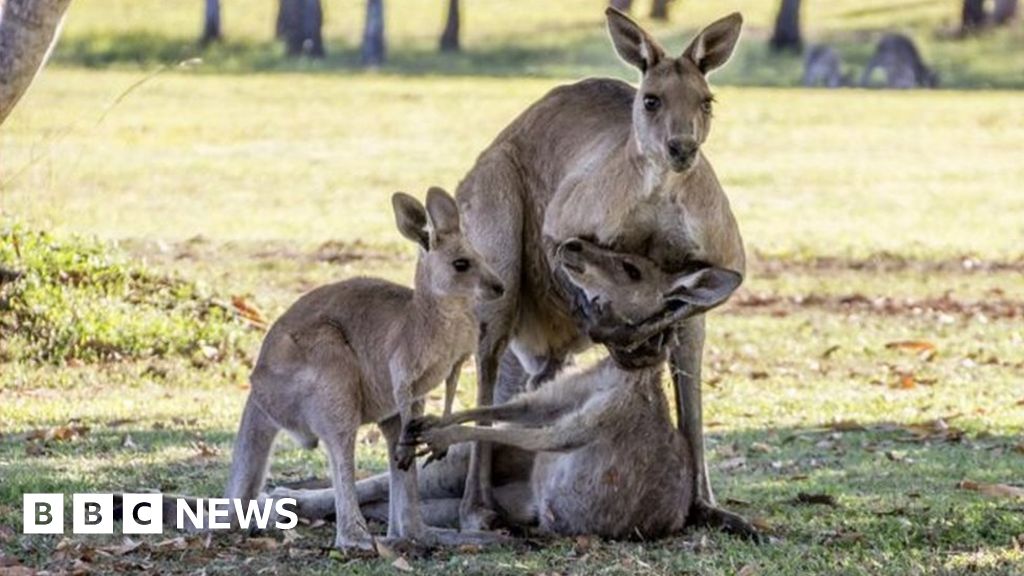 Mourning kangaroo was trying to mate, says expert