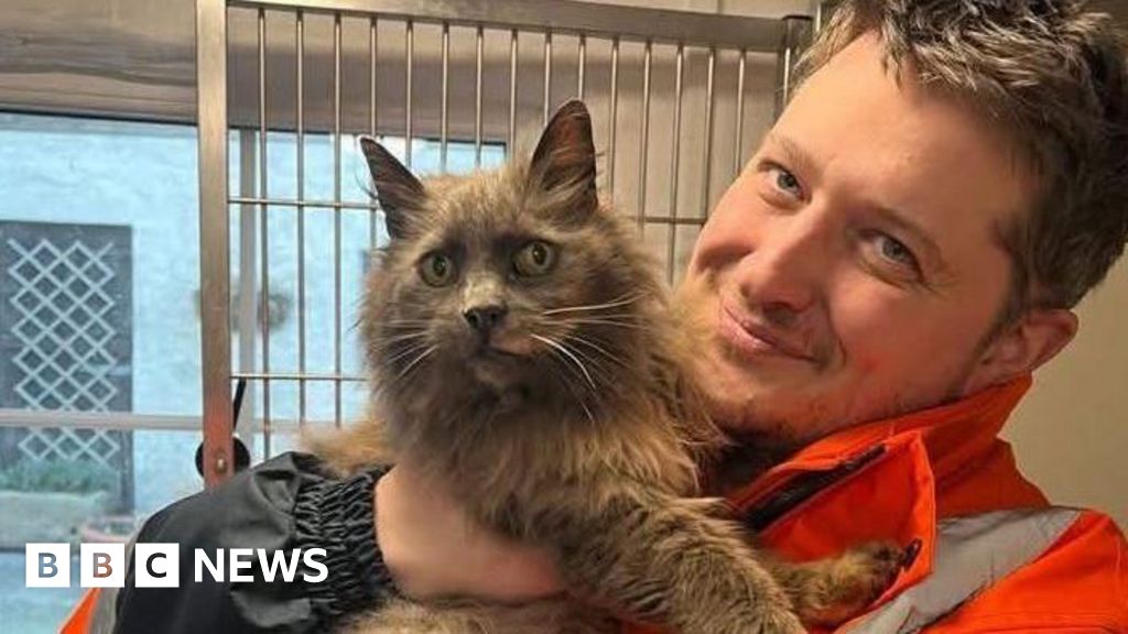 Missing cat reunited with family after six years BBC News