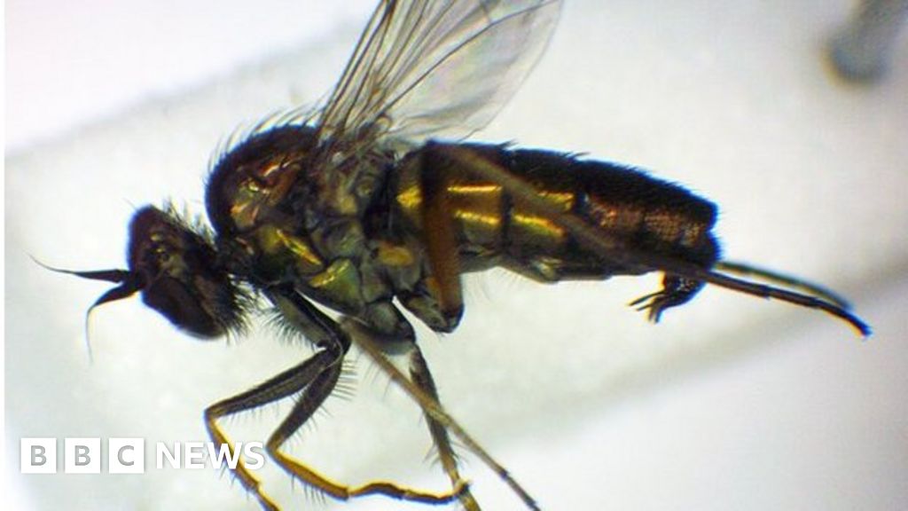 Extinct' fly found in Devon nature reserve - BBC News