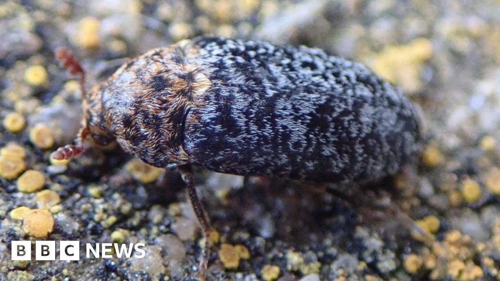 Rare 'skin eating beetle' found on Flat Holm Island