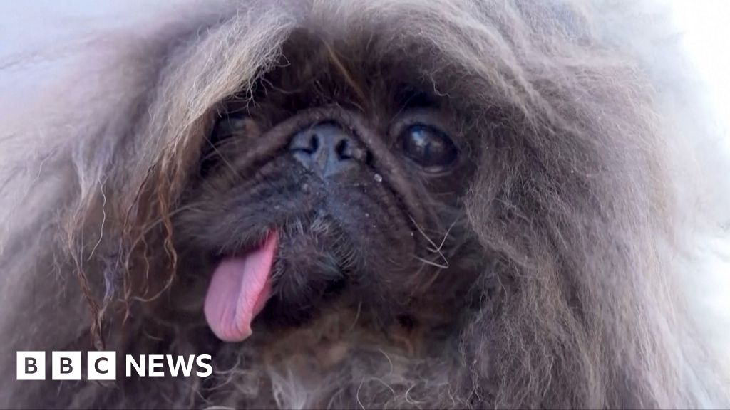 Watch: Wild Thang is officially the world's ugliest dog