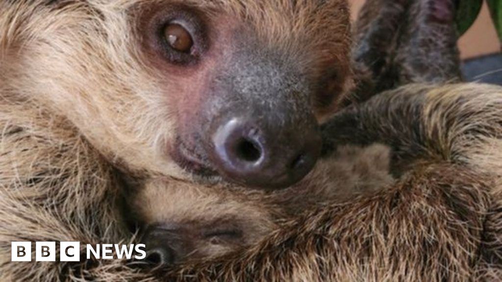 London Zoo: Two-toed sloth nurses her child