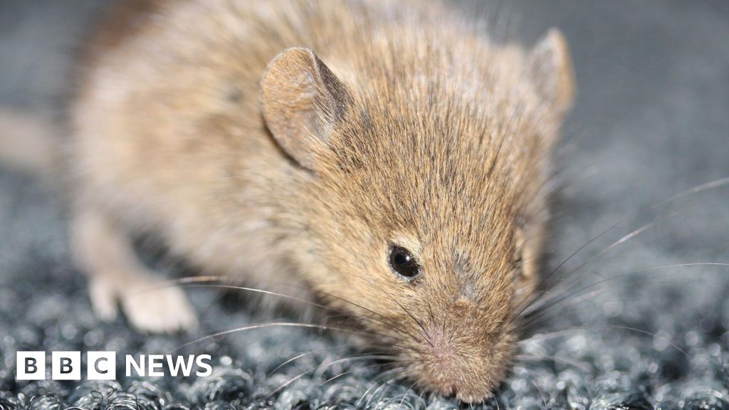 No further signs of mouse in St Agnes - wildlife trust