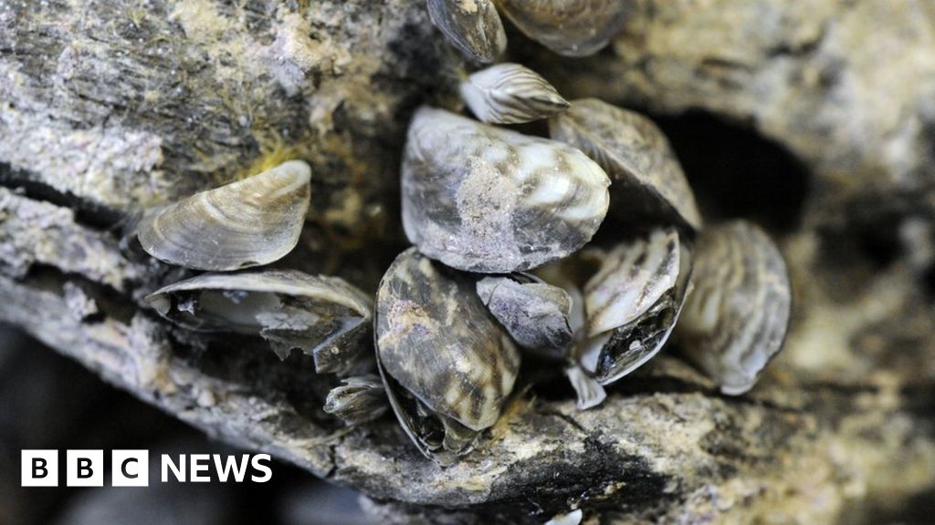 Invasive quagga mussel found at Rutland Water and River Trent