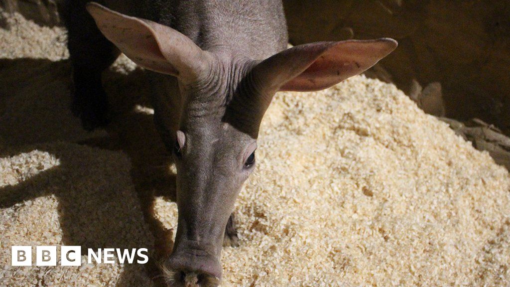 Colchester Zoo: Europe’s oldest aardvark dies