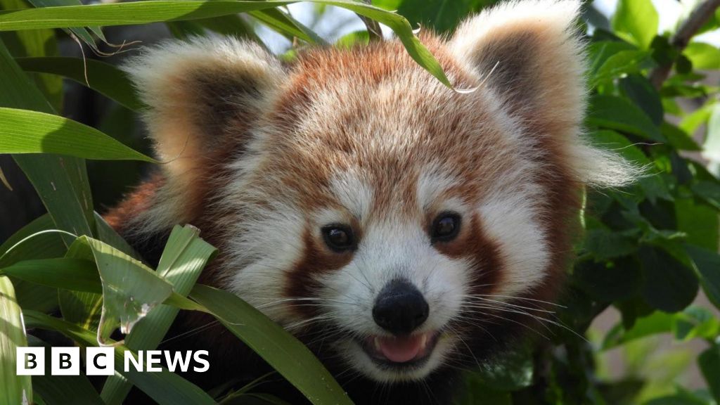 Red panda Pale 初代 Red panda Pale 初代 Red panda Pale 初代 Red panda Pale 初代 Red