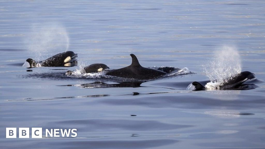 Why do killer whales and humans go through menopause? - BBC News