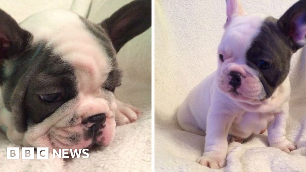 Teenagers sought as bulldog pups stolen in Wolverhampton - BBC News