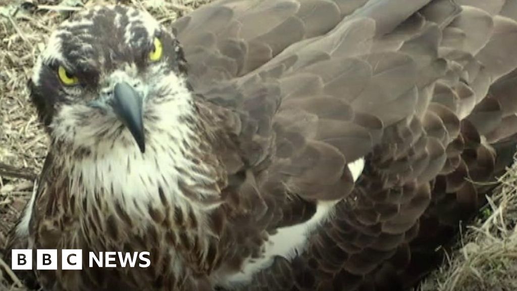 how many eggs do osprey lay