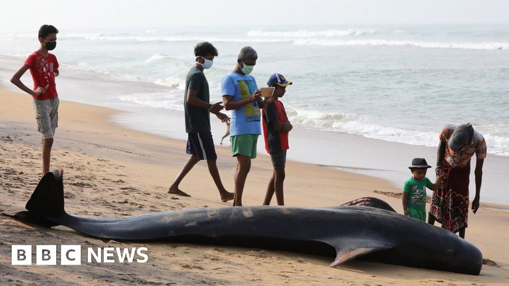 more-than-100-beached-whales-saved-off-sri-lanka