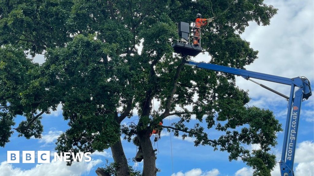 Peterborough: Work starts to cut down Bretton oak tree