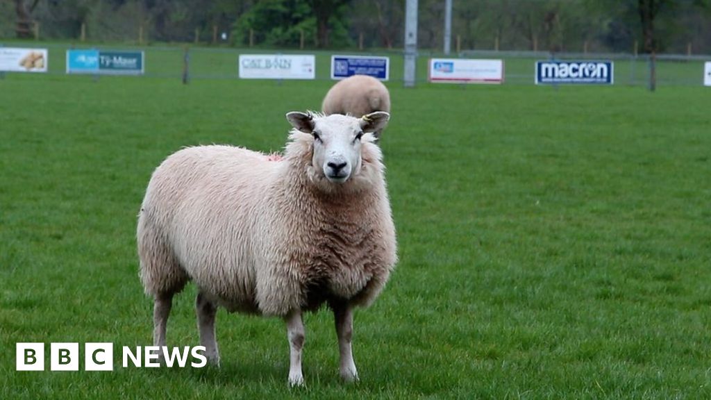 Coronavirus Brecon RFC signs flock of sheep to cut grass