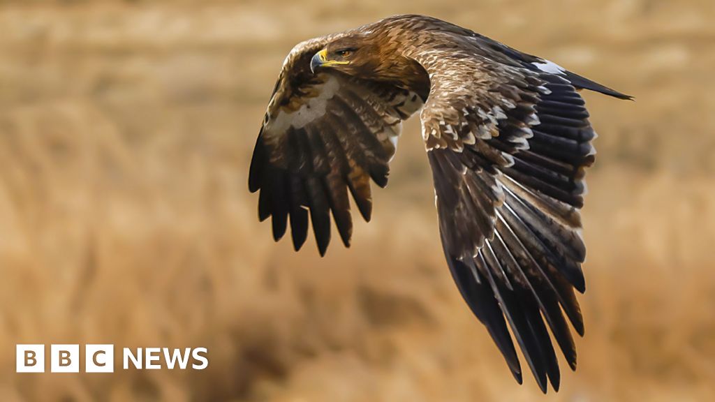 Migrating Russian eagles run up huge data roaming charges