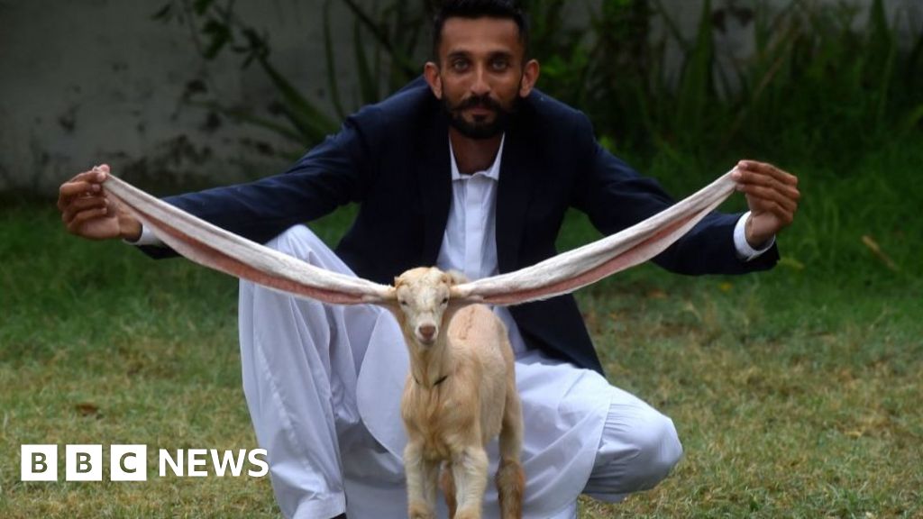 Pakistan goat: Long-eared kid becomes star