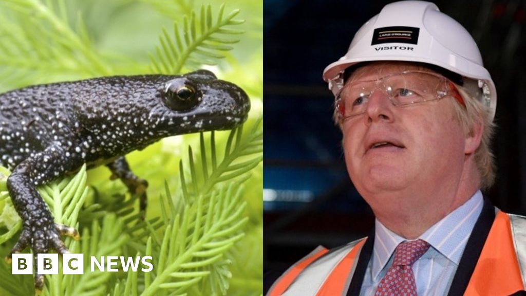 Boris Johnson S Newt Counting Claim Questioned Bbc News