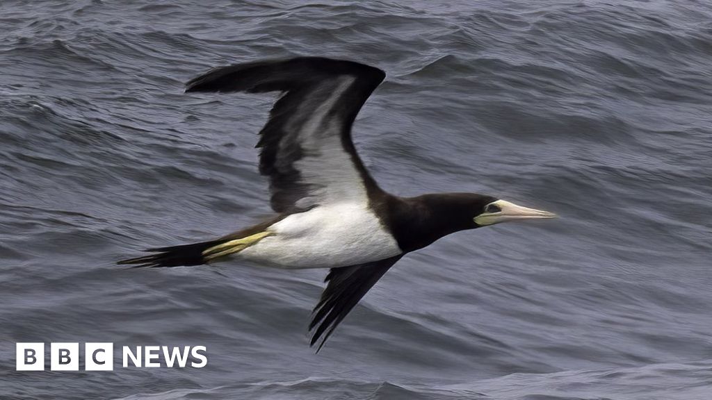 Birdwatchers flock for Redcar rare brown booby’s visit