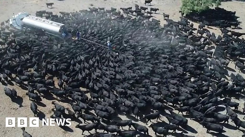 Thirsty cattle swarm Australia water truck
