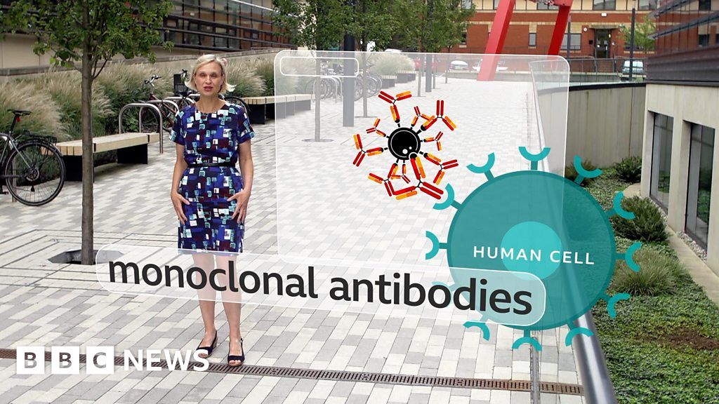 Coronavirus How Do Monoclonal Antibodies Work Bbc News