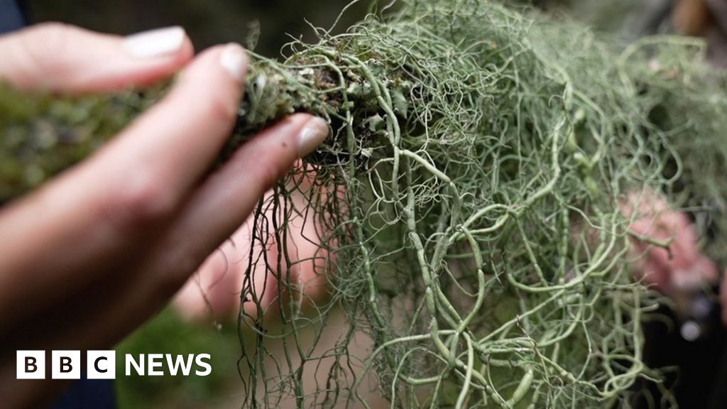 Una missione di salvataggio per i tesori esotici della foresta pluviale del Regno Unito