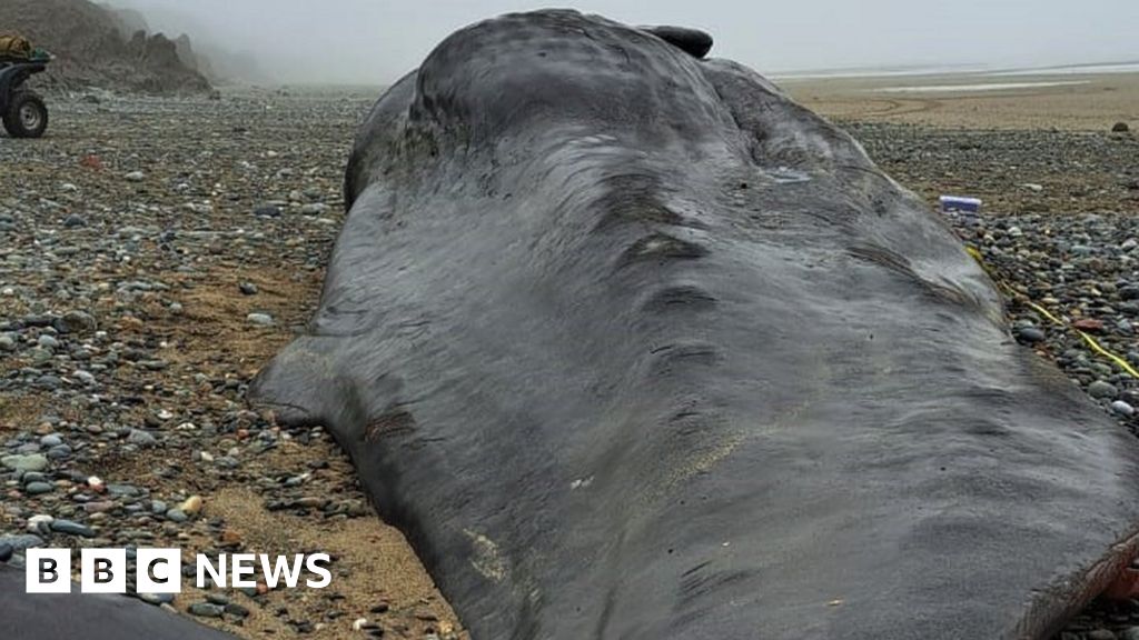 Adult female sperm whale found washed up on shore
