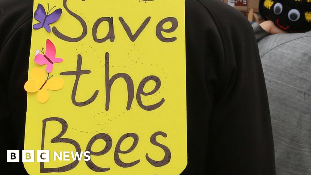 South African Bees One Million Die In Cape Town Bbc News 1233