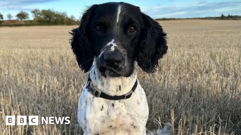 Missing police drug detection dog found after search