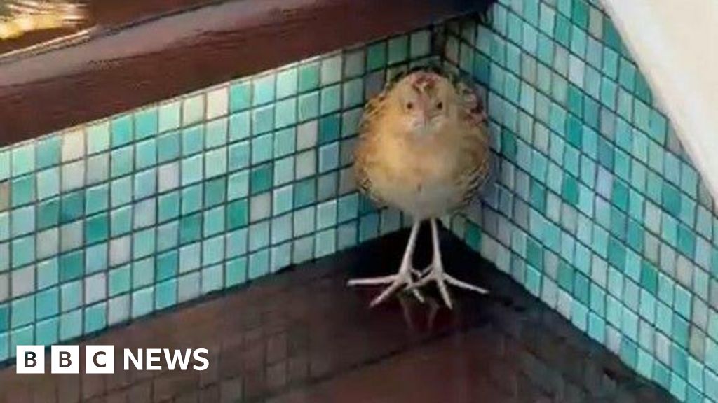 'Shivering' rare bird rescued on cruise ship