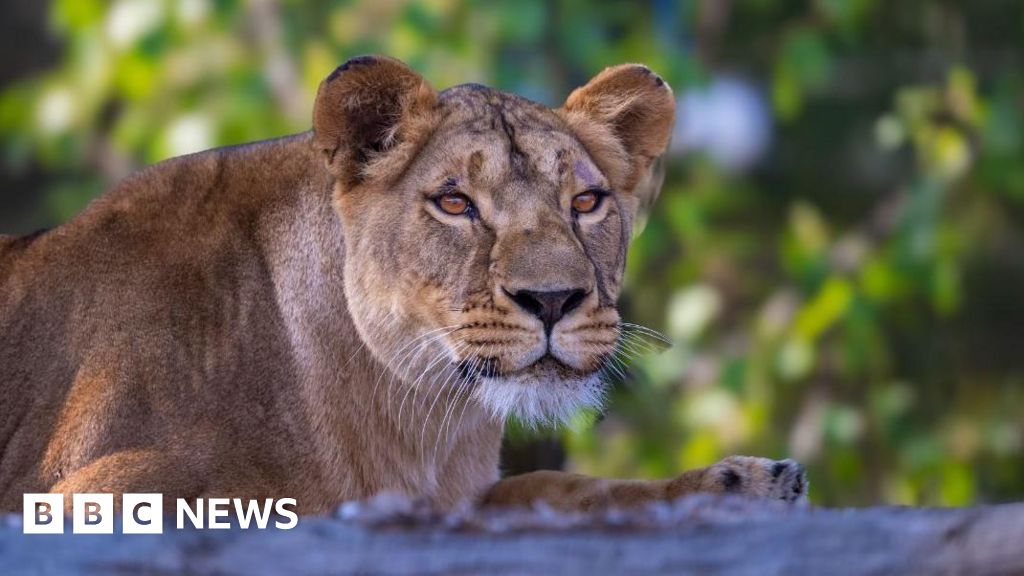 Lion rescued from Ukraine takes first steps outside