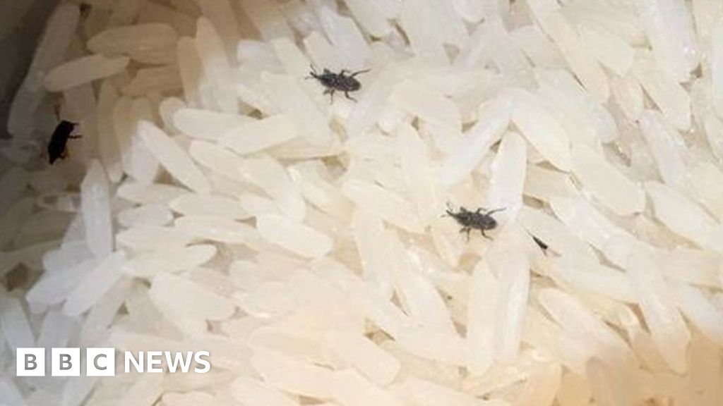 Blackburn Woman Finds 30 Bugs In Tesco Bag Of Rice BBC News    93061320 Bugsinrice 