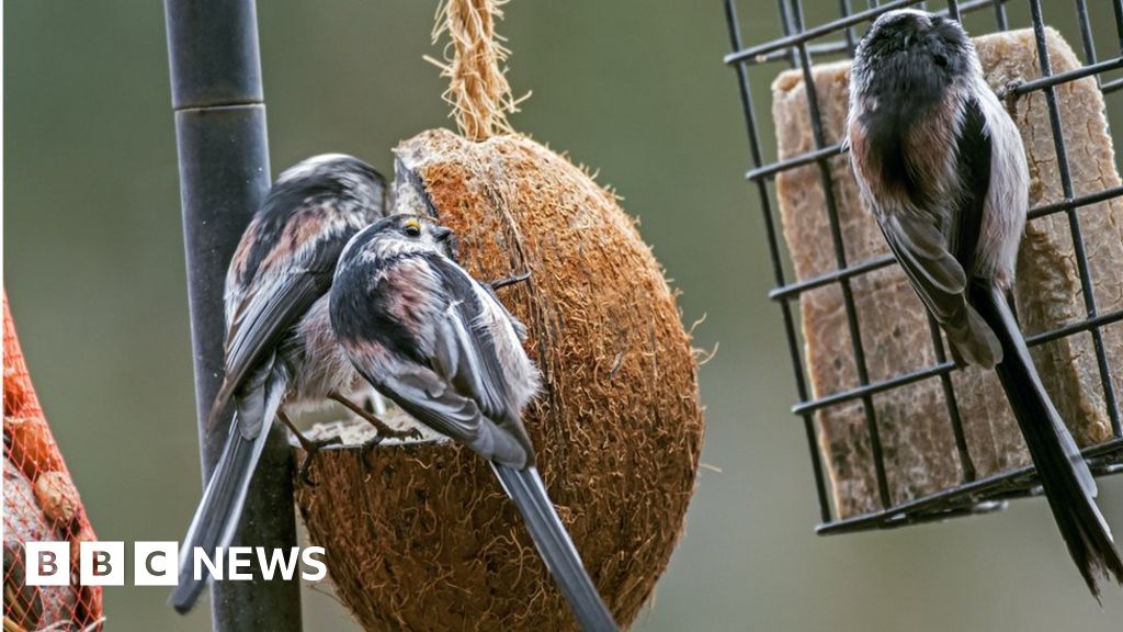 Big Garden Birdwatch Smallest Birds Hit By Beast From East
