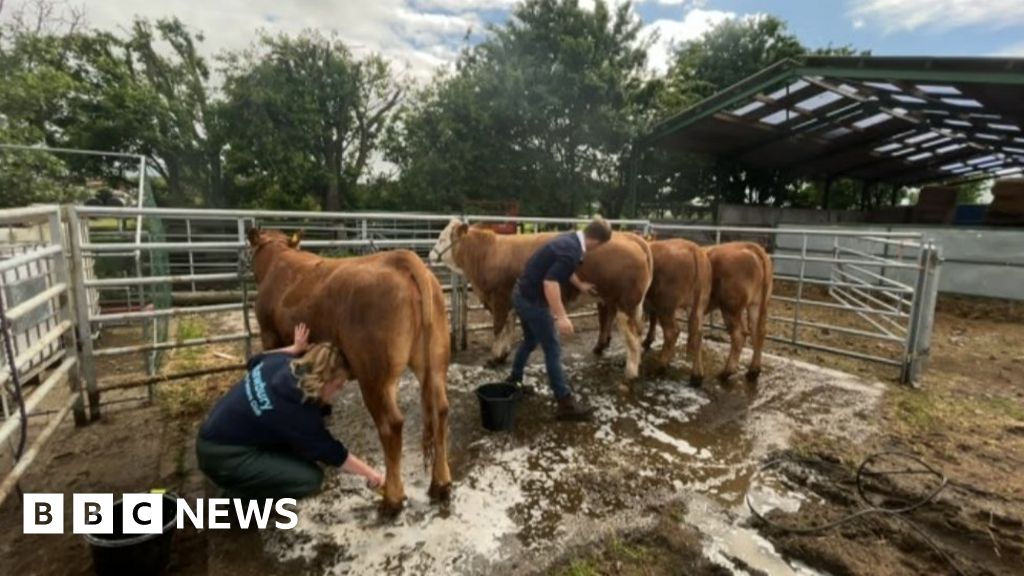 Shropshire County Show Returns In Full After Pandemic Bbc News