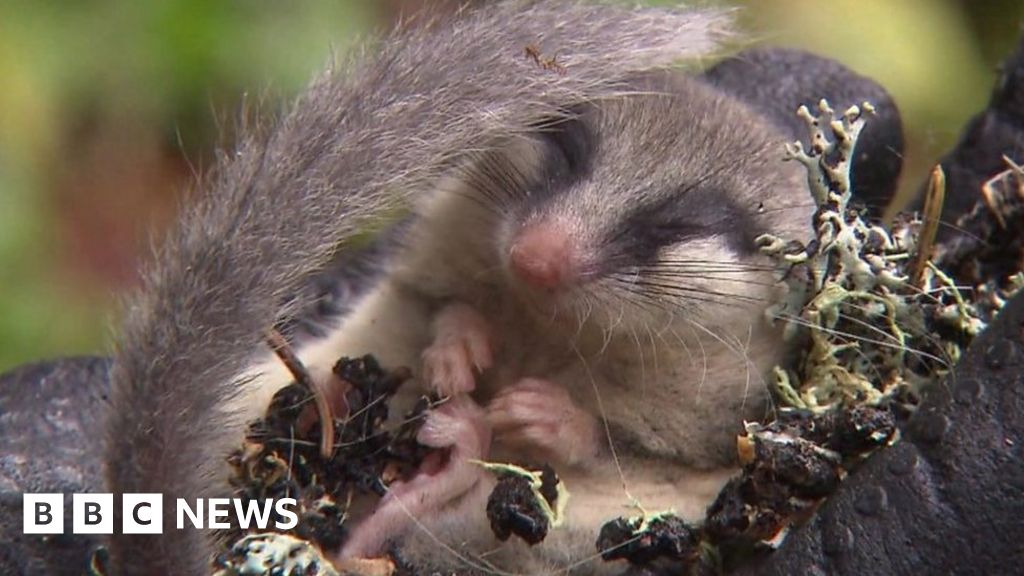 Rare tree dormouse not seen for 20 years found in Austria