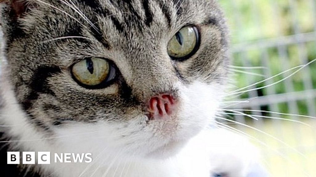 Cat With No Nose Struggling To Find New Home Bbc News