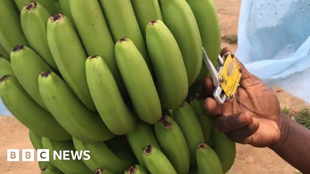 Battling to save the world's bananas