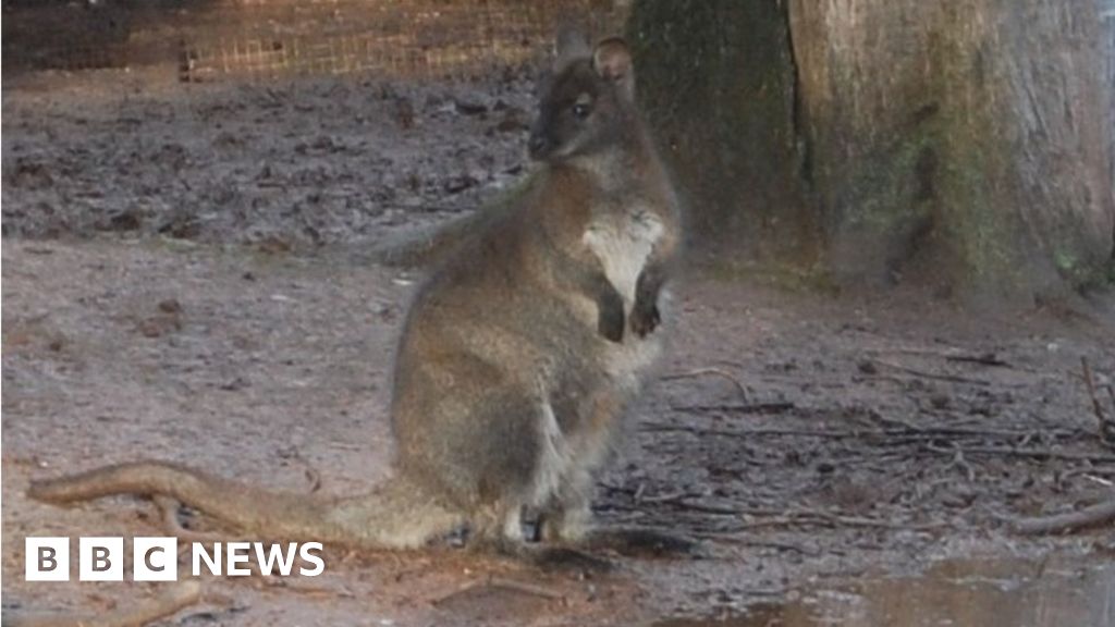 Can You Have A Wallaby As A Pet In The Uk Wallaby Roaming Wild In Somerset Countryside Captured Bbc News