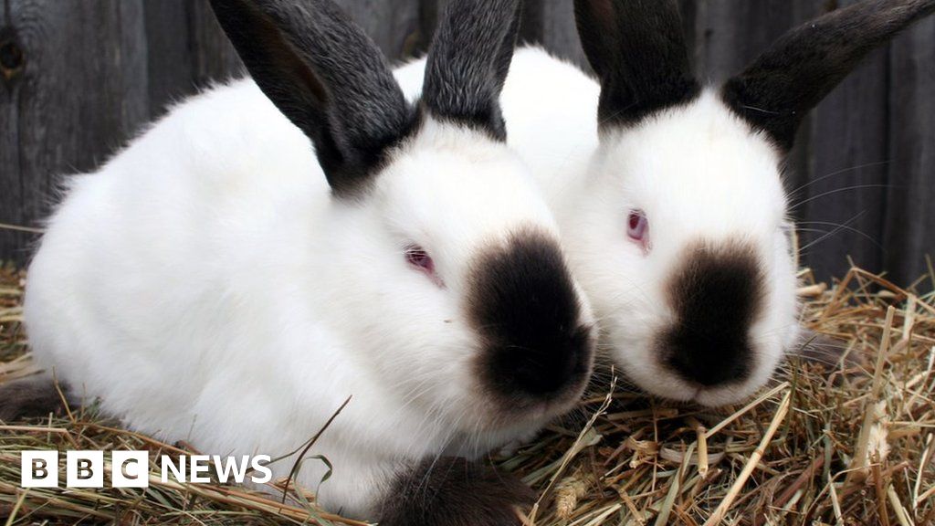 T&S Rabbits farm closure to see about 250 rabbits given to activists - BBC  News