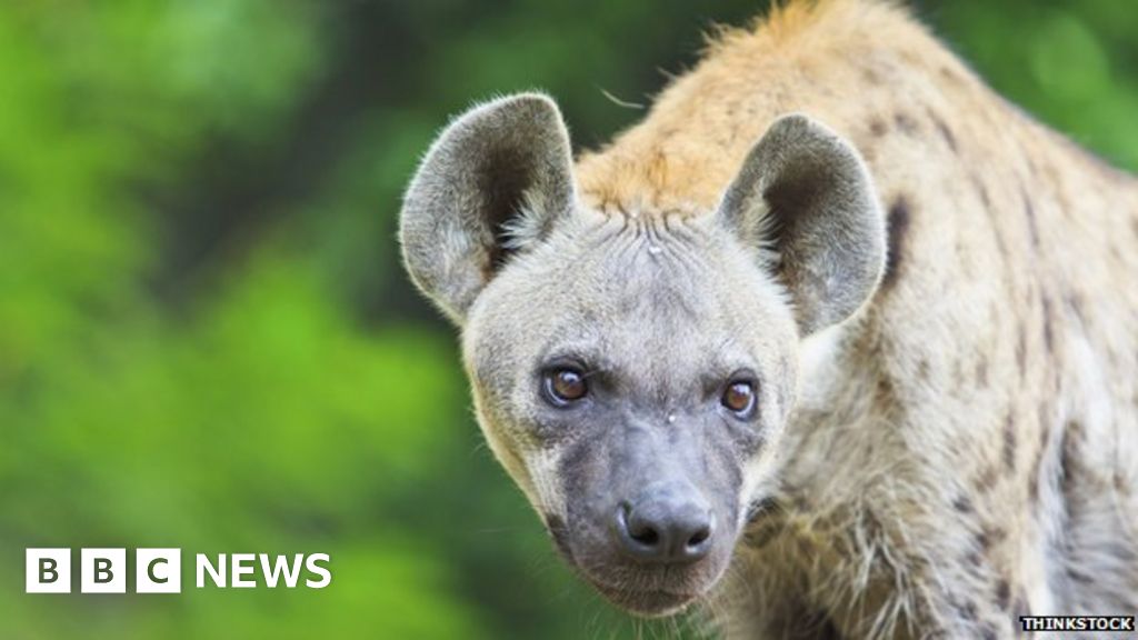 Fossil proves hyenas once roamed Canada's Arctic Plains