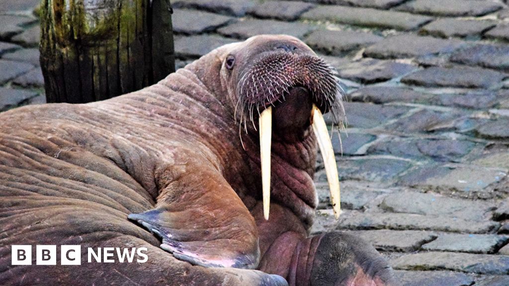 Scarborough’s New Year fireworks cancelled to protect walrus