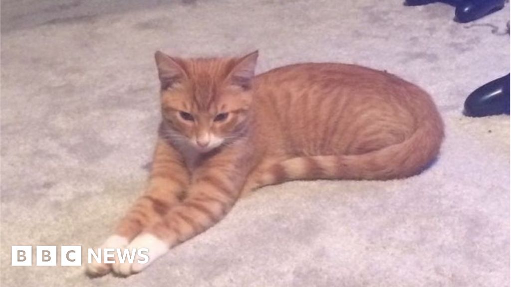 Five Northampton cat deaths linked to 'Croydon cat killer' probe BBC News