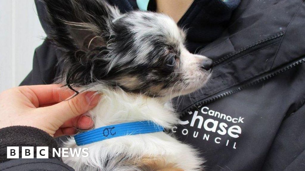 Staffordshire Couple Avoid Jail After Illegal Puppy Farm Fraud Nets £105K
