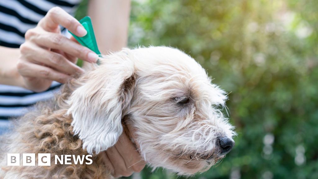 Toxic pet flea treatment chemicals found at 'damaging' levels in rivers