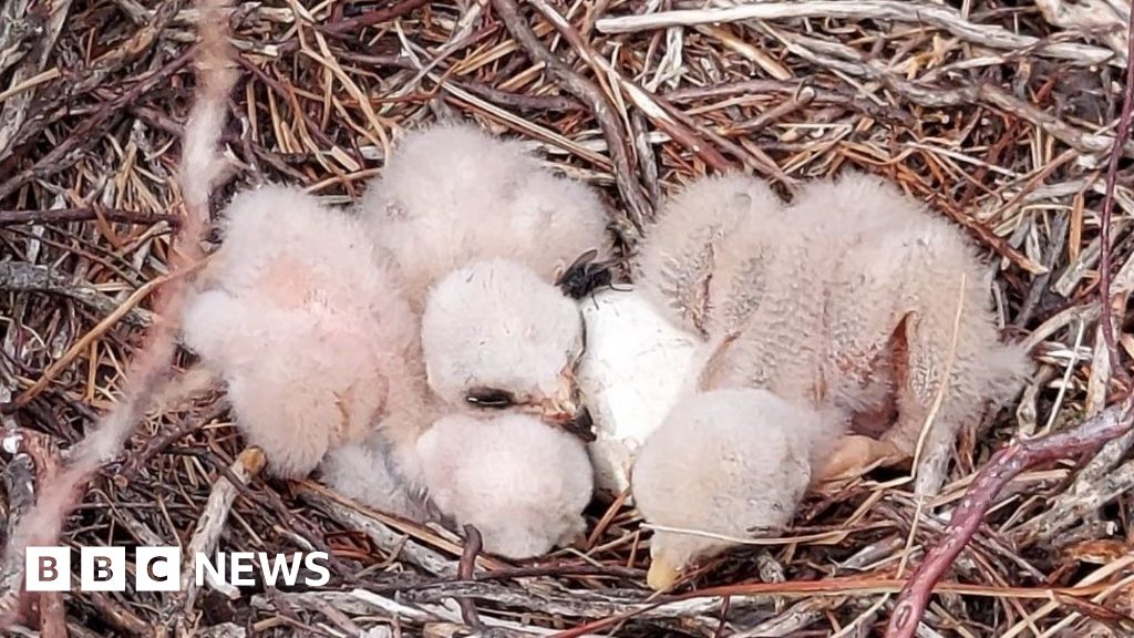 Four rare hen harrier chicks fledge in Derbyshire